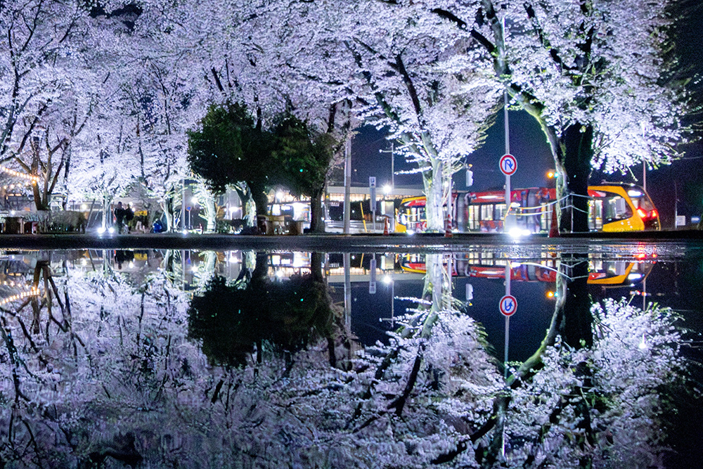 お花見しながら帰りましょう　大関　由美子様